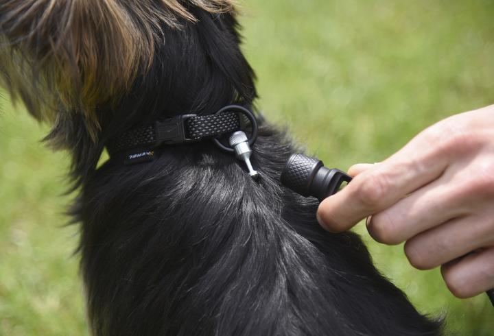 Actual product image Kerbl GoLeyGo 20 Set Leash and Collar Flat (M, Dog)