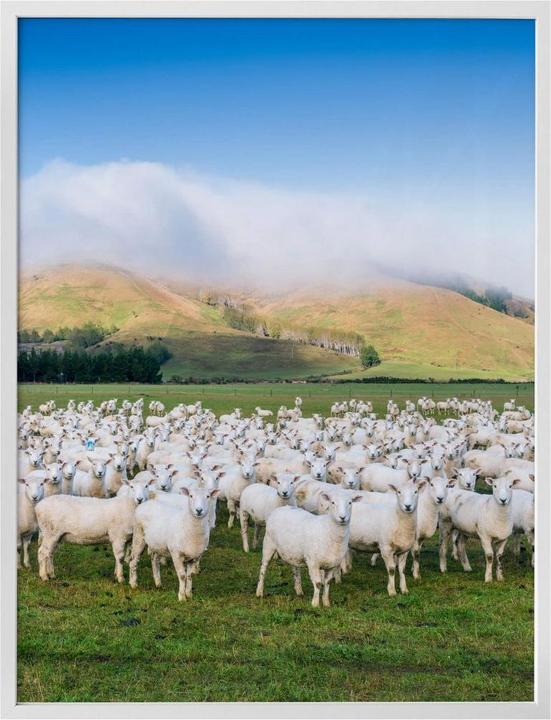 Actual product image Trenddeko Flock of sheep in New Zealand (100 x 120 cm)