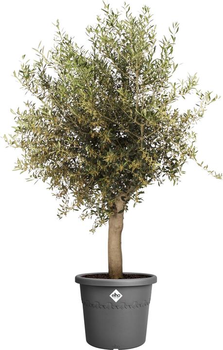 Produktbild Elho Algarve Cilindro (40 x 33 cm)