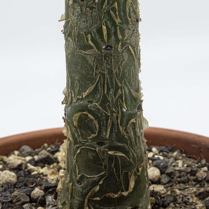 Immagine prodotto Kakteen Gautschi Tylecodon paniculata (55 cm)