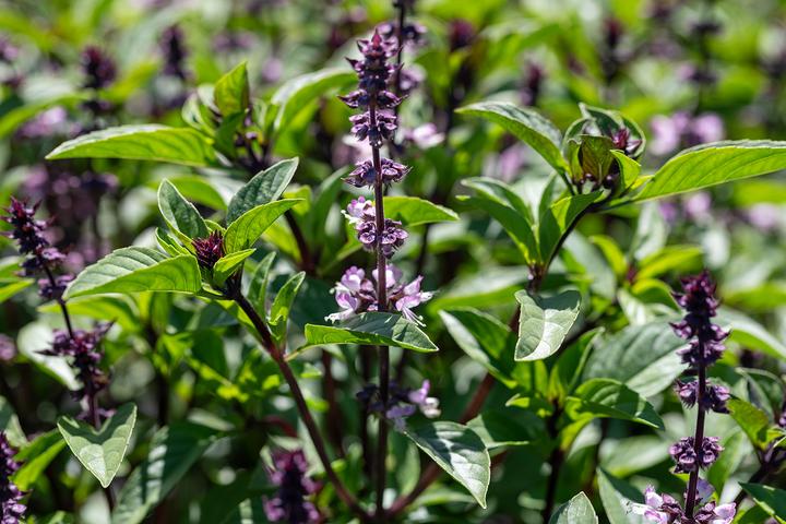 Image du produit Zollinger Bio Basilikum, Thai (Germes)