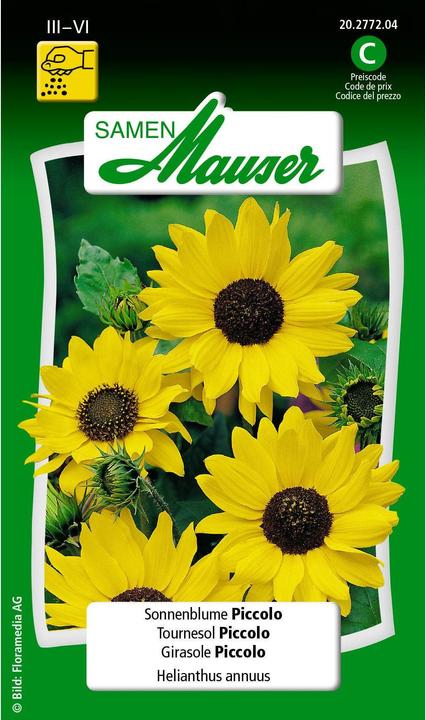 Samen Mauser Tournesol Piccolo (Graines de plantes)