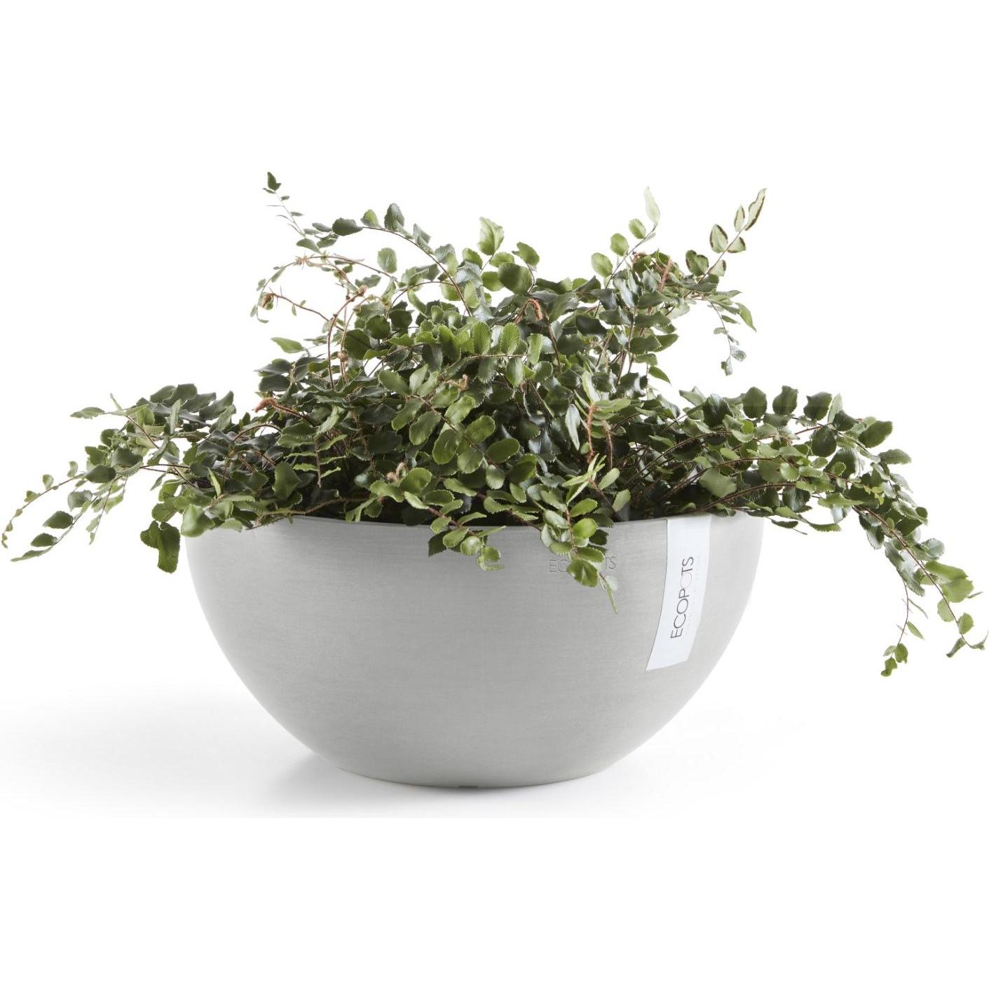 Thumbnail - Ecopots, Blumentopf, Brussels (30 cm)