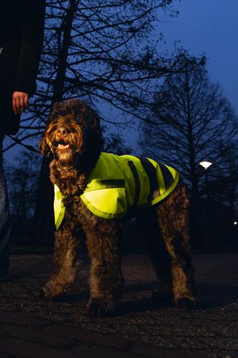 Image du produit Beeztees Bz Sg Manteau Pour Chien Teddie Reflets (XXL, Manteau pour chien)