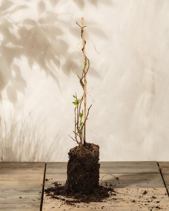 Actual product image feey Mini-Kiwi (500 cm)