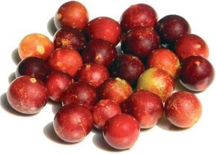 Produktbild Sembrador Camu Camu Pulver Fairtrade Bio (1 Stück, Pulver, 200 g)