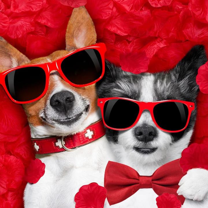 Actual product image Suba Set of 3 Dog Collars with Bow Tie (Dog life jacket)