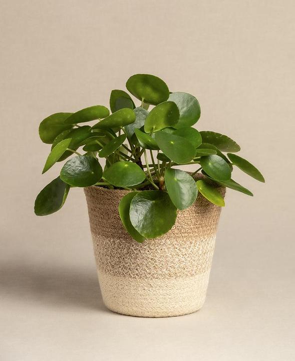 Produktbild feey Ufopflanze (25 cm, Frisch umgetopft, Tierfreundlich)