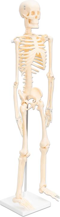 Immagine prodotto Betzold Scheletro