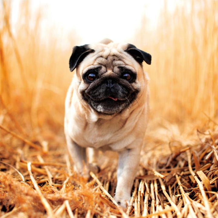 Produktbild Möpse 2023