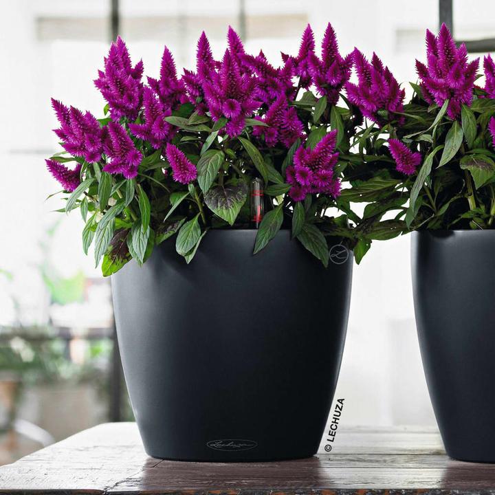 Produktbild Lechuza Classico Color (21.50 cm)