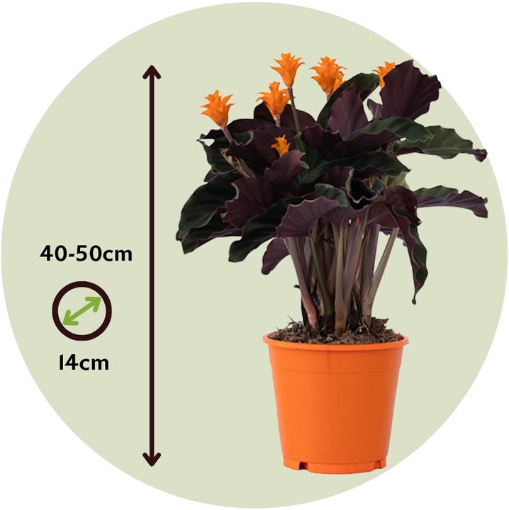 Actual product image Plant in a Box Calathea crocata Tassmania - Set of 2 Crocus Calathea (40 cm)