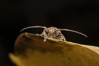 Image du produit Venus Optic Focale fixe Laowa 85 mm f/5.6 2X APO - Sony E-Mount (Sony E, Plein format)