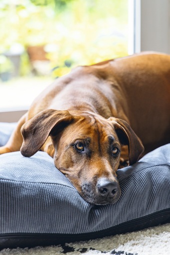 Immagine prodotto Beeztees Cuscino ortopedico per divano Veo (Cane)