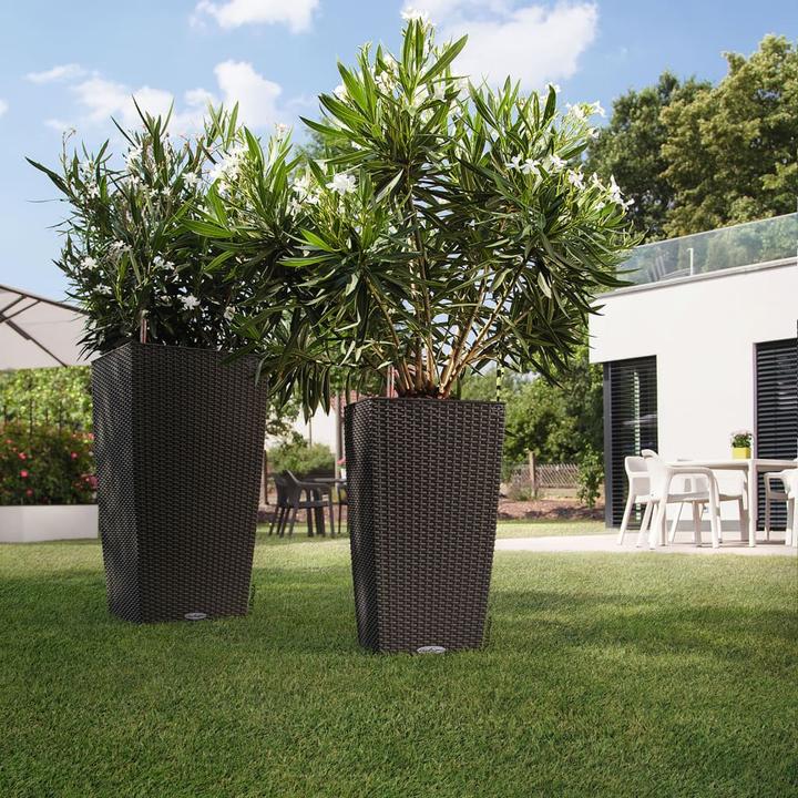 Immagine prodotto Lechuza Cubico Cottage (29.50 cm)