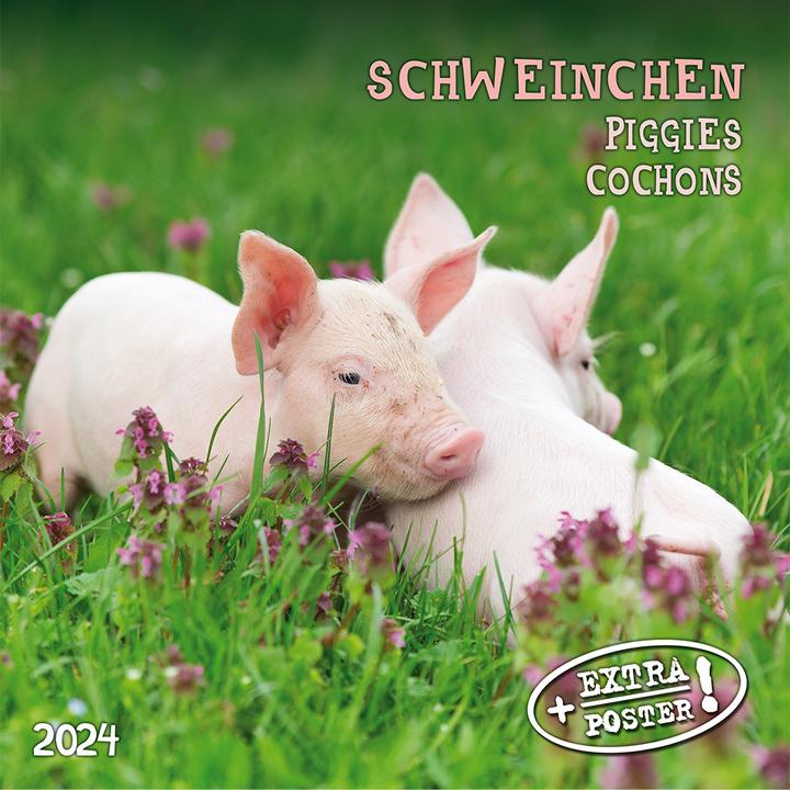 Produktbild Piggies/Schweinchen 2024