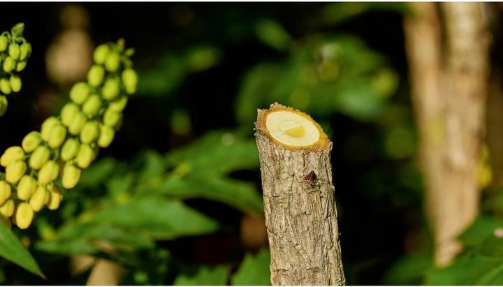 Productafbeelding Bosch Home & Garden Accu-tuinschaar EasyPrune