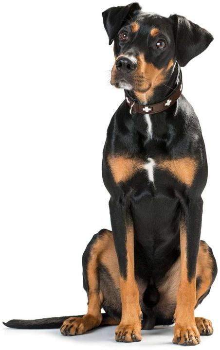 Actual product image Hunter Collar Swiss genuine leather (47, 48, 49, 50, 52, 54, Dog, Walks)