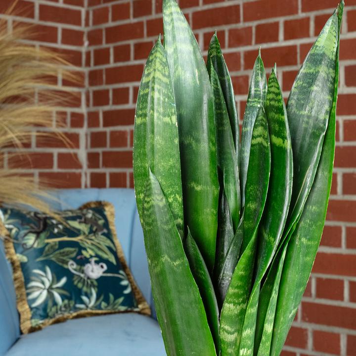 Actual product image Flowerbox Bogenhanf - Sansevieria trif. Black Coral