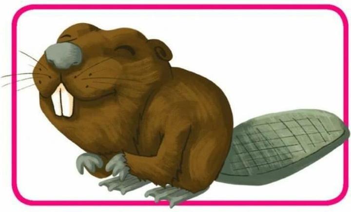 Immagine prodotto Repos Production Concetto Bambini - Animaux (Francese)