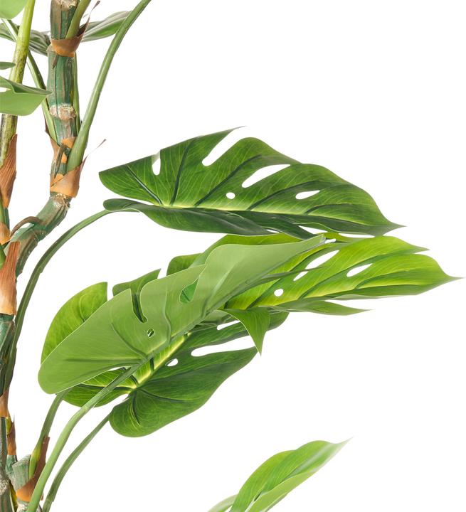 Immagine prodotto Beliani Monstera (165 cm)