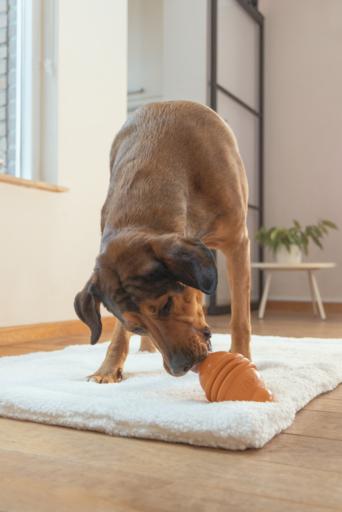 Image du produit Beeztees Sumo Play (Jouet à mâcher pour chien)