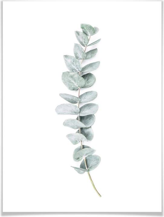 Produktbild Trenddeko Eukalyptus: Ein Zweig (50 x 60 cm)