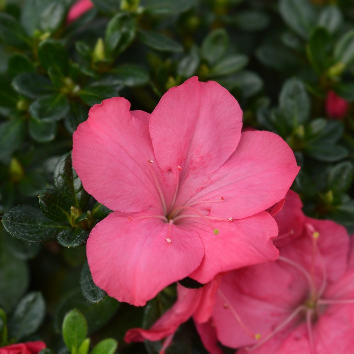 Produktbild Plant in a Box Rhododendron azalea 'Anouk' - 2er Set Azalee (25 cm)