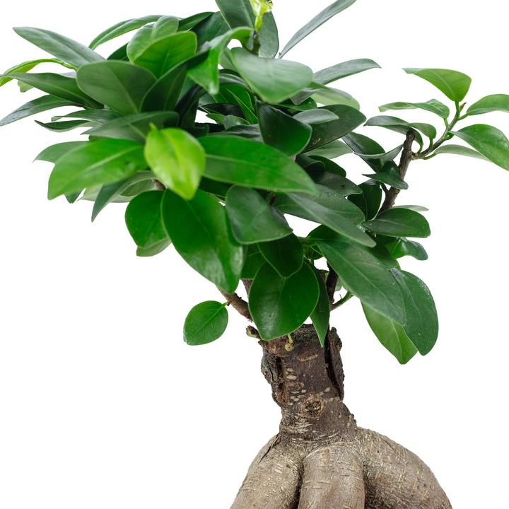 Immagine prodotto Flowerbox Bonsai - Ficus Ginseng (25 cm)