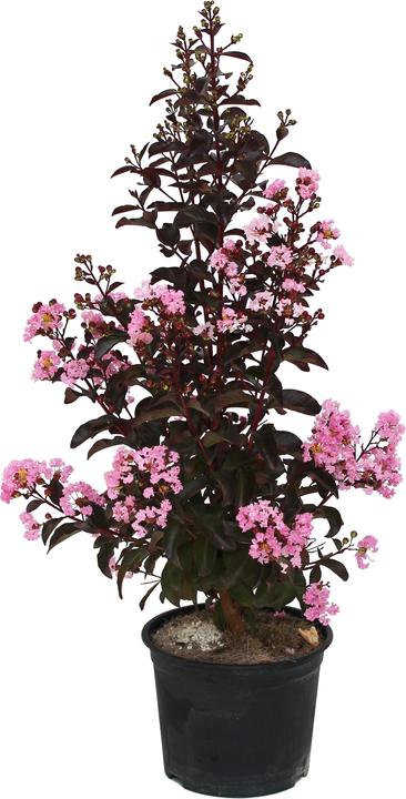 Zulauf Kreppmyrte / Lagerstr. indica 'Rhapsody Pink' (60 cm)