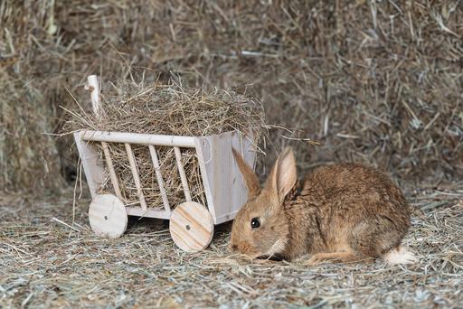 Immagine prodotto Karlie Portafieno Bollwagen Carro
