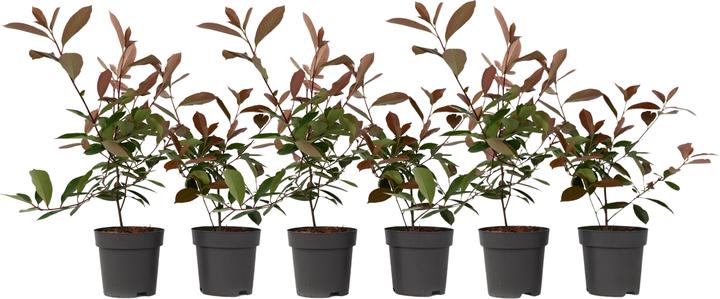 Immagine prodotto Plant in a Box Photinia fraseri Red Robin - set di 6 piante di nespolo (30 cm)