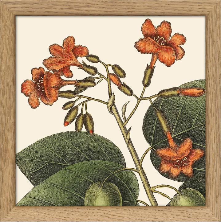 Image du produit Dybdahl Botanical (15 x 15 cm)