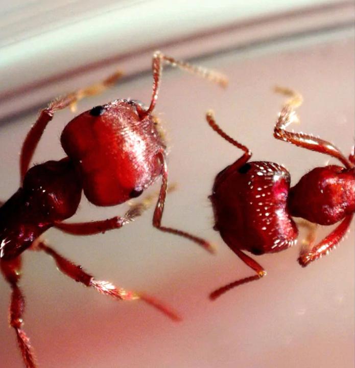 Actual product image Celestron Microdirect 1080p 220x Digital Microscope