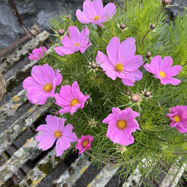 Image du produit Säntispracht Le cosmos, notre hit de l'été à longue floraison - Cosmos bipinnatus 'Sonata Pink (80 cm)