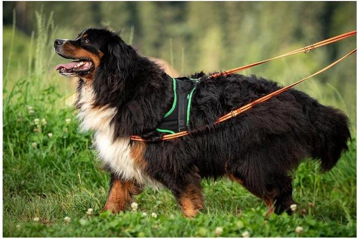 Actual product image Grossenbacher Training Harness Guide (S, Dog, Walks)