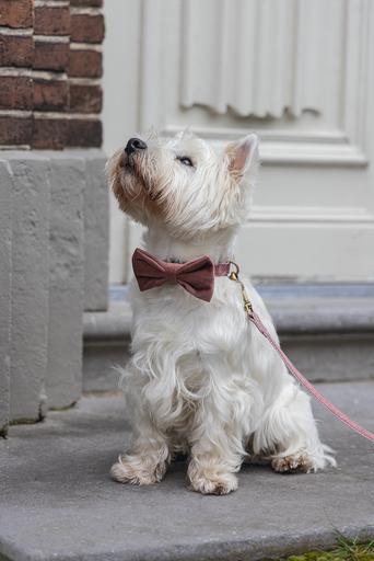 Produktbild Designed by Lotte Fliege Zaza (Hundemantel)