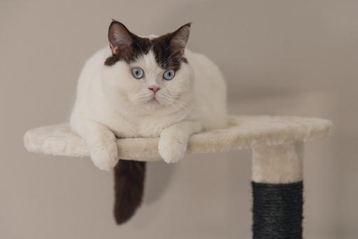 Actual product image Beeztees Bz cat tree Dominjo (123 cm, Black, Beige)