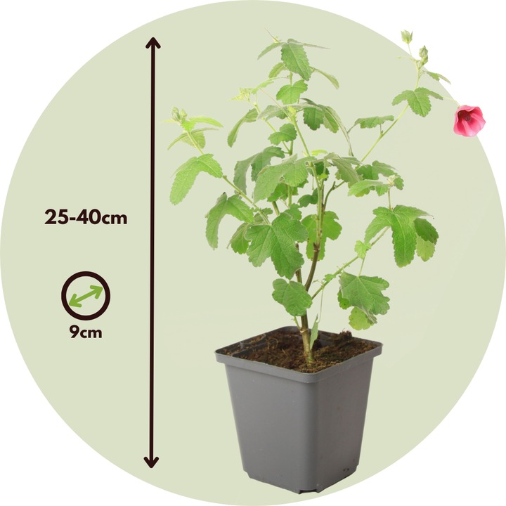 Produktbild Plant in a Box Anisodontea capensis 'El Rayo' - 6er-Set Kapmalve (25 cm)