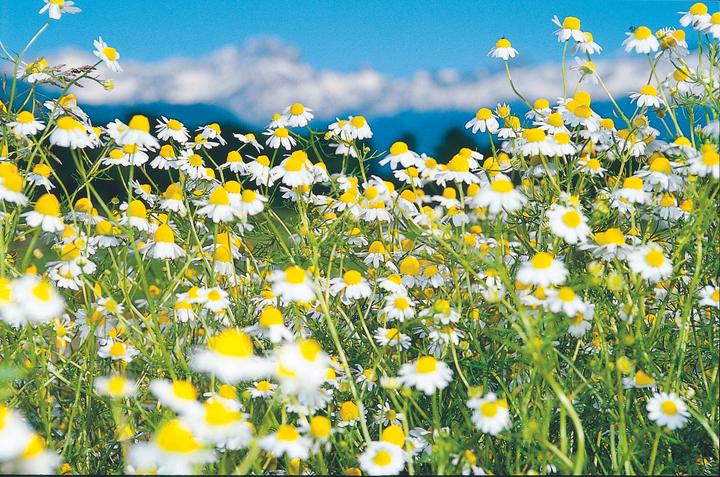 Produktbild Zollinger Bio Kamille, Echte (einjährig)