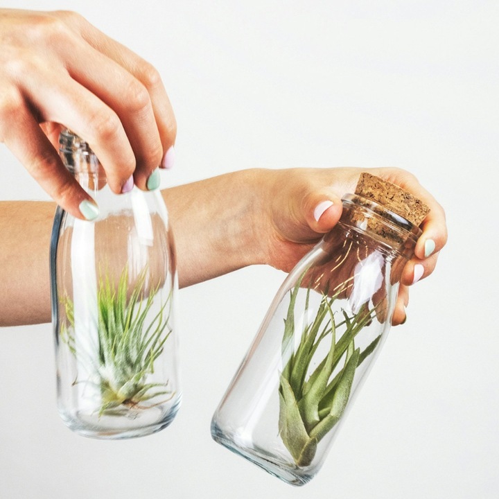 Produktbild Plant in a Box Tillandsia - 3er Mischung Tillandsien in Glasflaschen (5 cm)