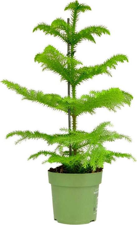 compo sana orchideenerde 10 l compo sana orchideenerde 10l – Mobau Pro Shop main image 0