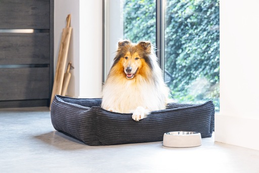 Productafbeelding Designed by Lotte Geribbeld (Hond)