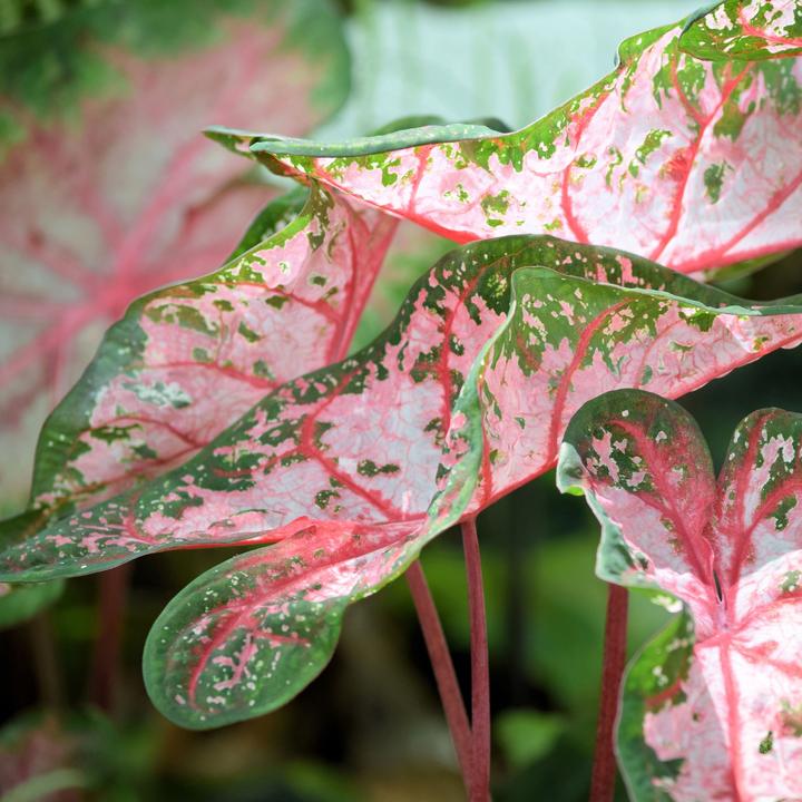 Produktbild Plant in a Box Caladium Carolyn Whorton - (25 cm)