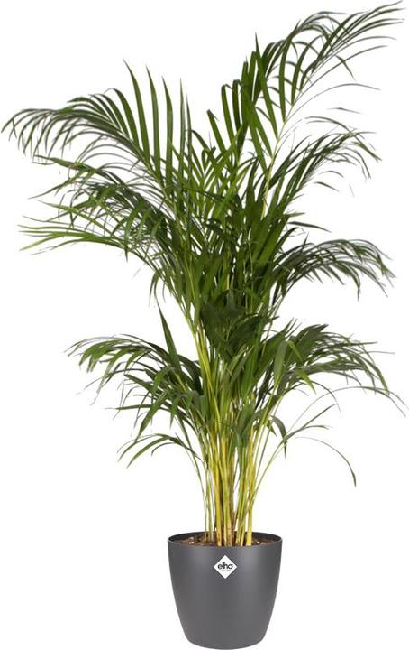 Produktbild Elho Brussels (29.50 cm)