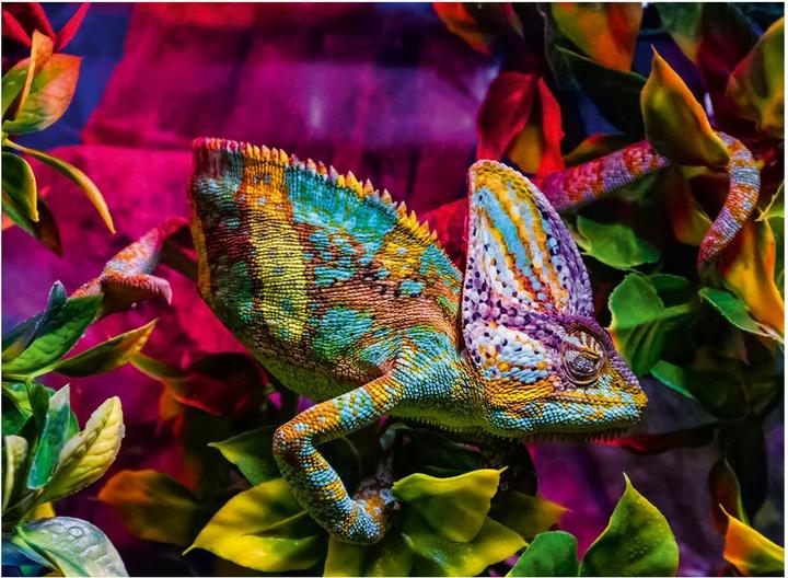 Produktbild Ravensburger Chamäleon (500 Teile)