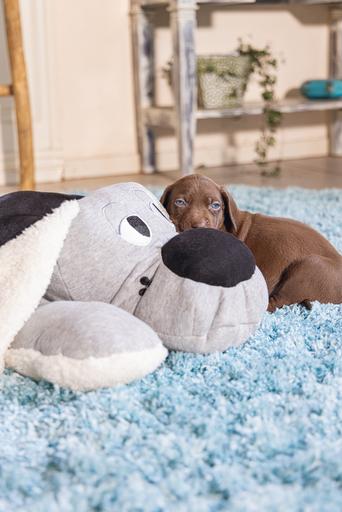 Productafbeelding Beeztees Boomby (Puppy speelgoed)