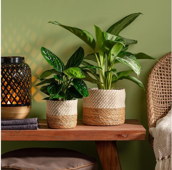 Produktbild Scheurich Flower pot (19 x 16 cm)