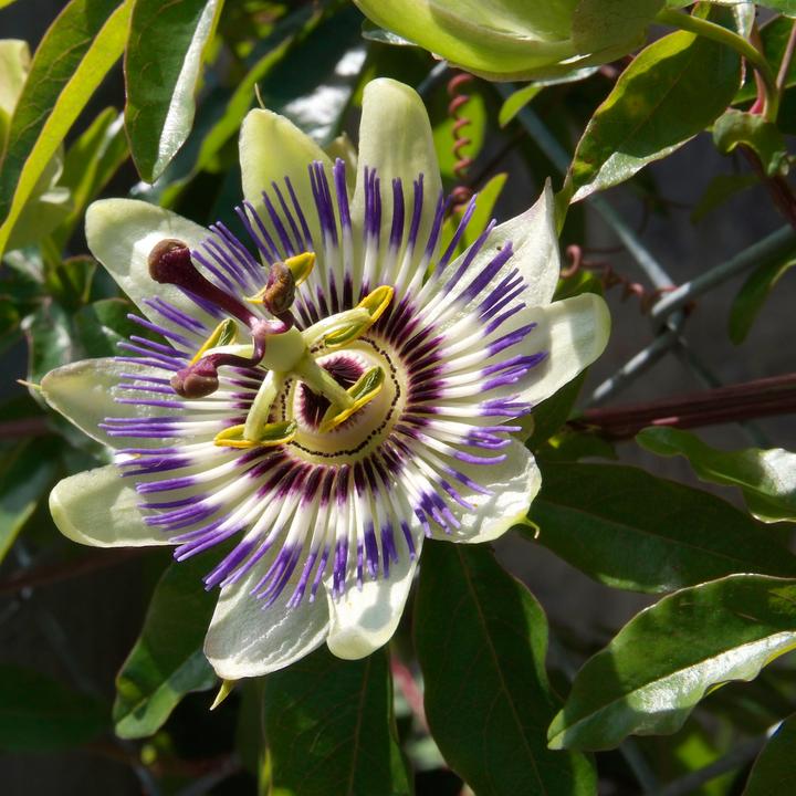 Image du produit Plant in a Box Passiflora edulis 'Frederick' - Lot de 6 Passiflores (25 cm)