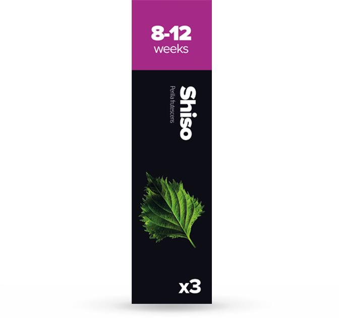 Produktbild Plantui Shiso (Kräutersamen)